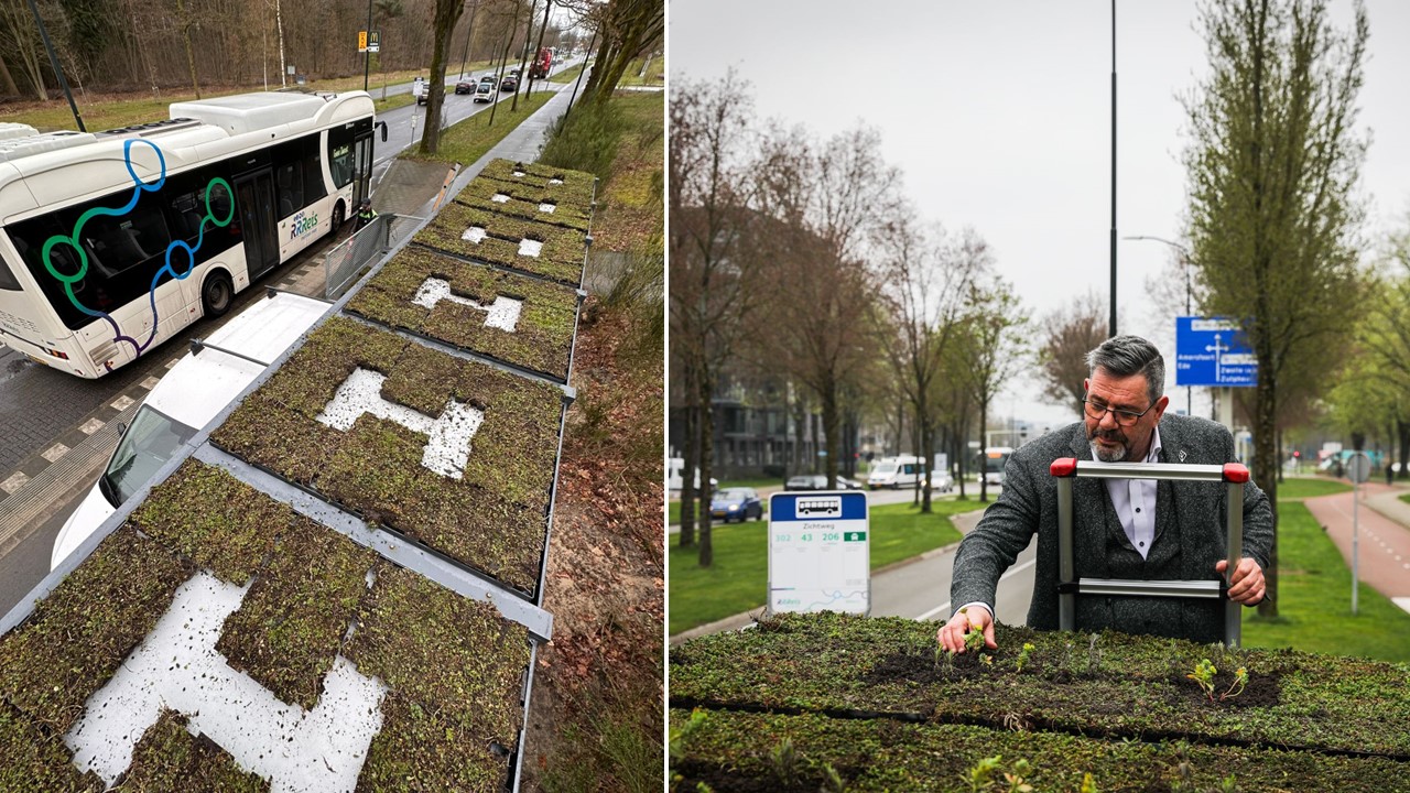 Een van de groene daken op de bushokjes in Apeldoorn. Met Wethouder Danny Huizer (fotocredits 2e foto: Global). 