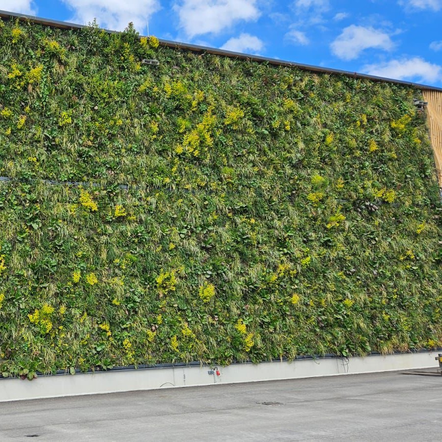 Green wall at Kuchlbauer