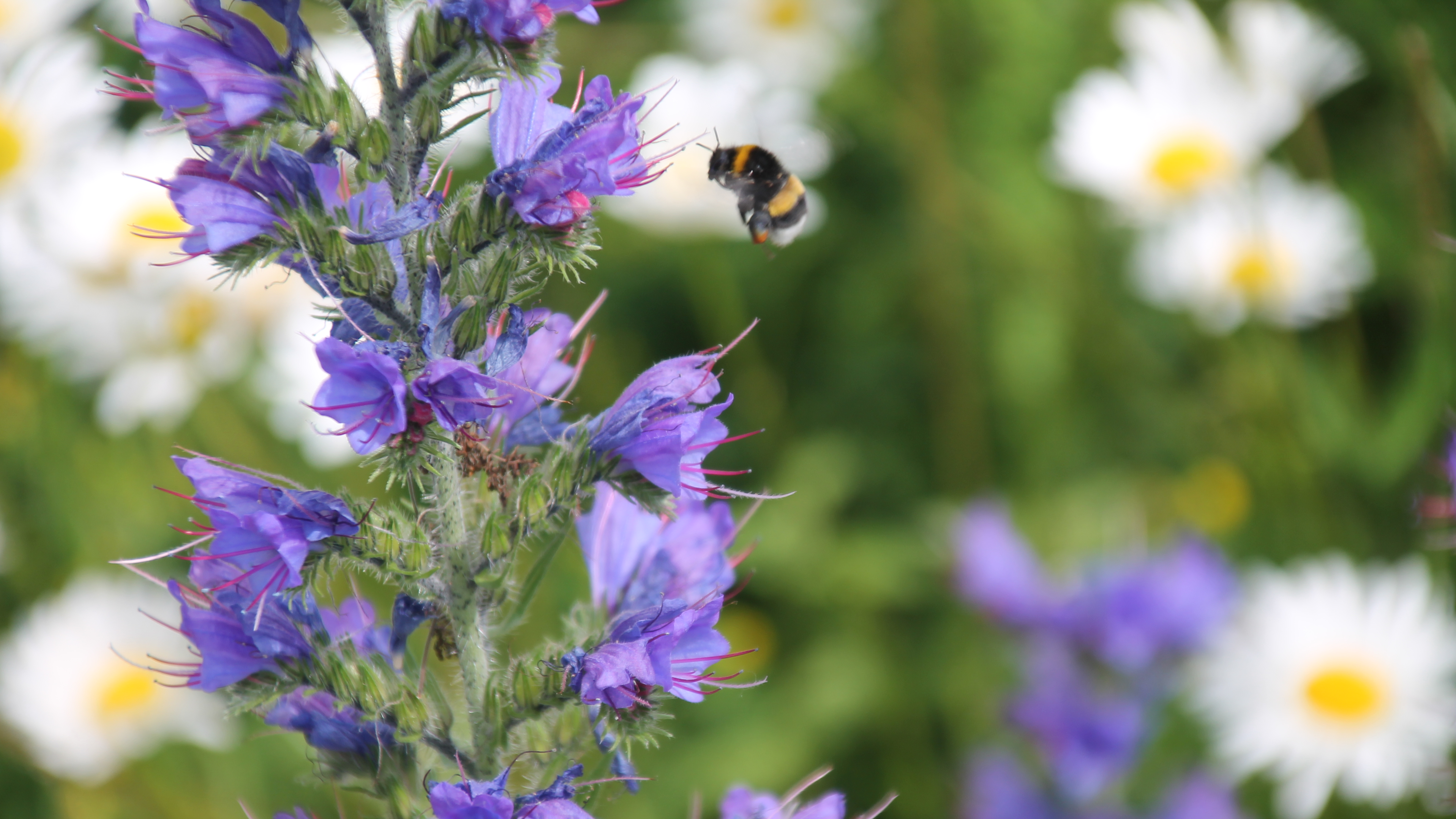 Eine Hummel findet Nahrung auf einem Biodiversitätsdach