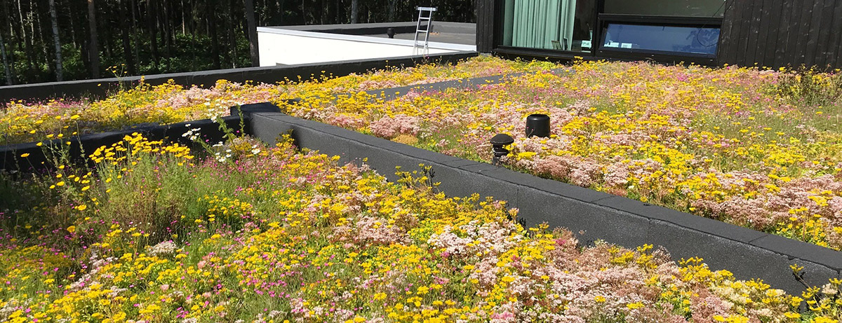 Biodiverses Gründach