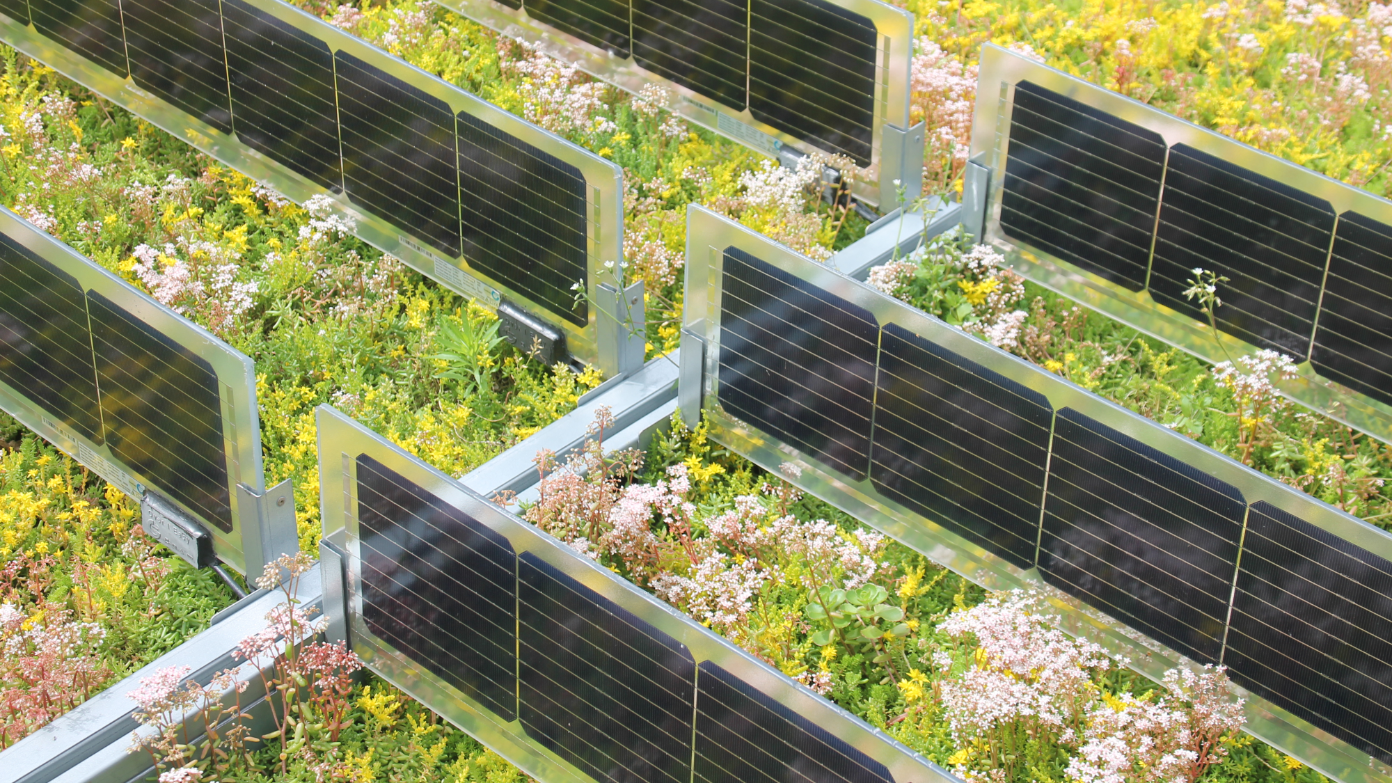 Over Easy Solar Anlage auf Sempergreen Sedum Dach