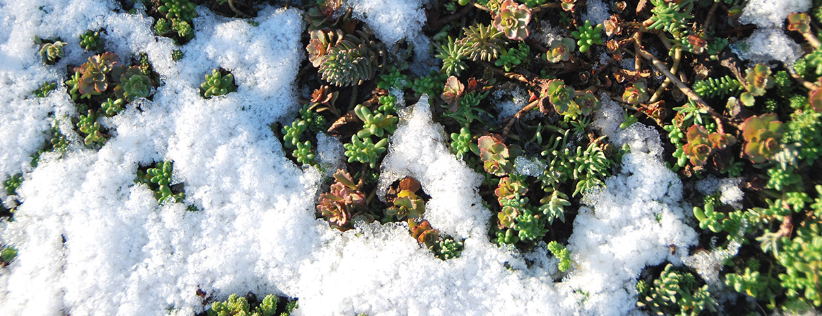 Sedum in de winter