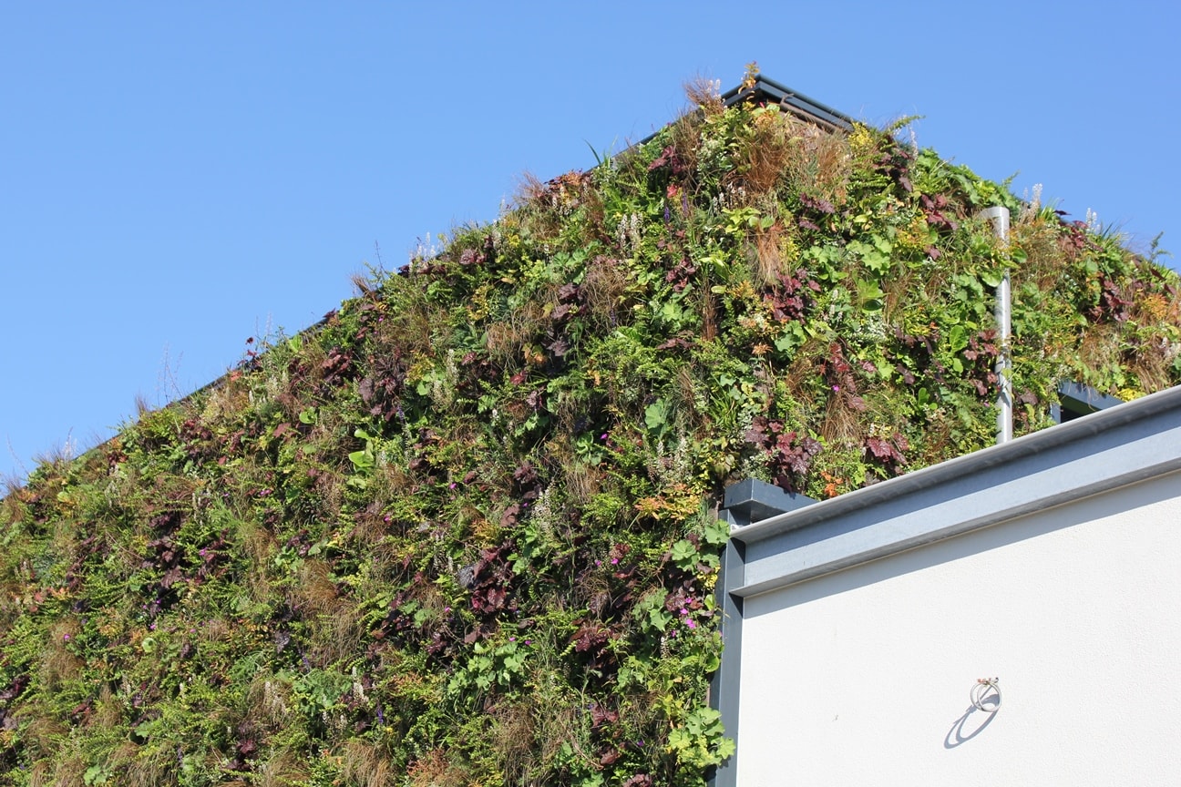 Groene muur op gymzaal Utrecht - SemperGreenwall