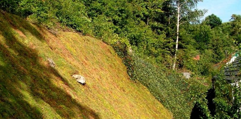 Steep slope covered with Sedum for erosion resistance - Sempergreen